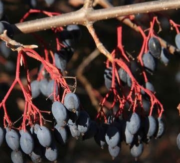 Close-up of Blackhaw Viburnum's blue-black fruit with reddish stem.