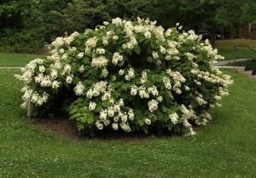 A shrub of Oakleaf Hydrangea.