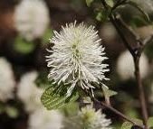 Close-up of Dwarf Fothergilla flower.