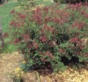 A small shrub of Meyer Lilac with a dark-colored flower.
