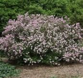 A shrub of Meyer Lilac with a light-colored flower.