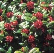 Close-up of Chinese holly's red fruit cluster with leaves.
