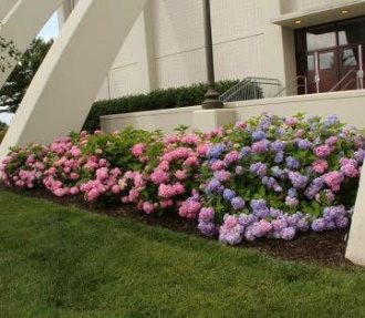 Hydrangea macrophylla bushes.