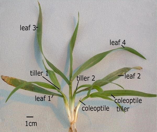 Photo of a stem of winter wheat with leaves and tillers identified.