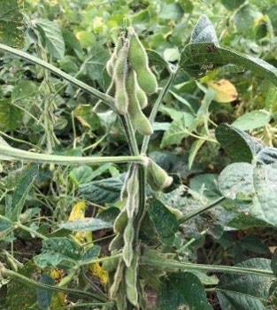 A single edamame plant with pods, surrounded by more plants.