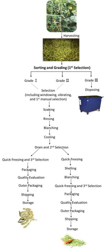A flowchart begins with harvesting all grades of edamame pods and then sorting them into grades I, II, and III. Grade III is disposed of. The first two grades are processed together during the first manual selection before they are divided into grades I and II for the second and third selections.
