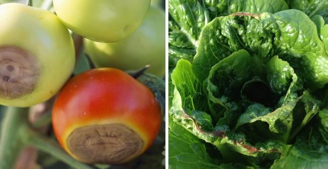 Figure 4. Greenhouse tomatoes with blossom end rot (left image); a head of lettuce with brown edges indicating tip burn (right image).
