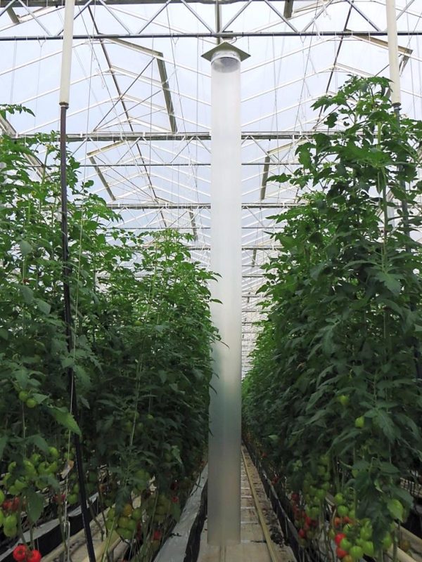 Figure 5. A vertical air flow tube hanging from the greenhouse structure in between two long rows of trellised tomatoes.