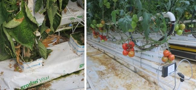 Figure 14. A pepper plant growing in a rockwool slab (left image), and trellised tomato plants growing in a supported trough.
