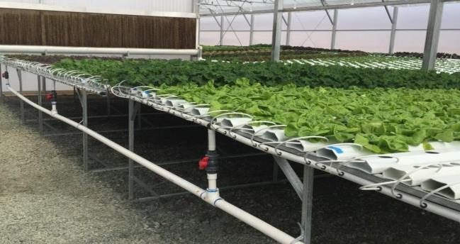  Figure 9. A row of NFT channels with irrigation tubing and manifold with leafy greens.