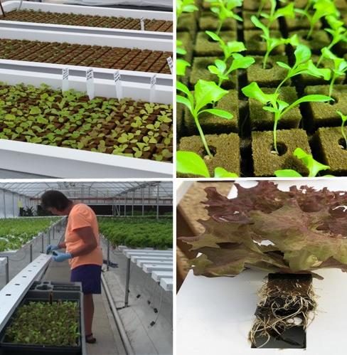 Figure 12. Photos of new sprouted seeds and cotyledons in oasis cubes (top photos); an individual plant plug being transplanted into a channel (bottom left), and a larger plug being transferred into a wider plant spacing in a channel (bottom right).