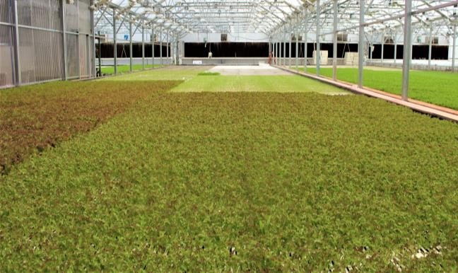 Figure 7. The inside of a greenhouse with high density baby green rafts floating on a large pond that encompasses the entire greenhouse area.