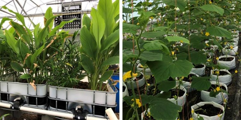 Figure 1. Pots using sub-irrigation for growing turmeric and ginger (left image), and cucumbers (right).