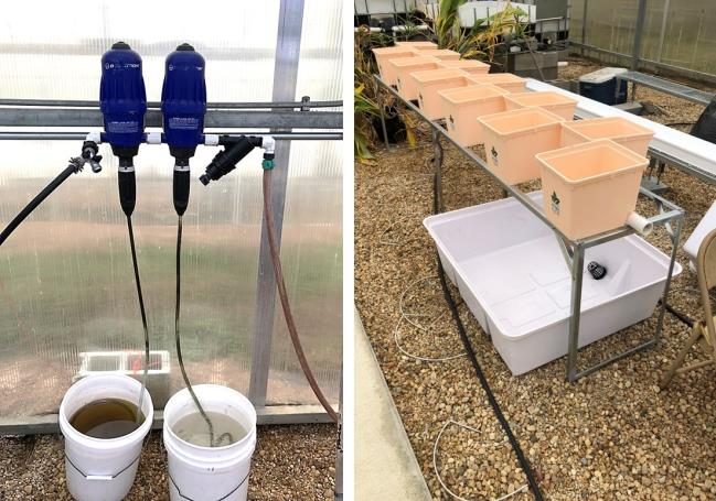 Figure 6. An injection device dosing fertilizer into buckets of irrigation water (left), and a large basin collecting nutrient solution leachate under several plant containers (right).