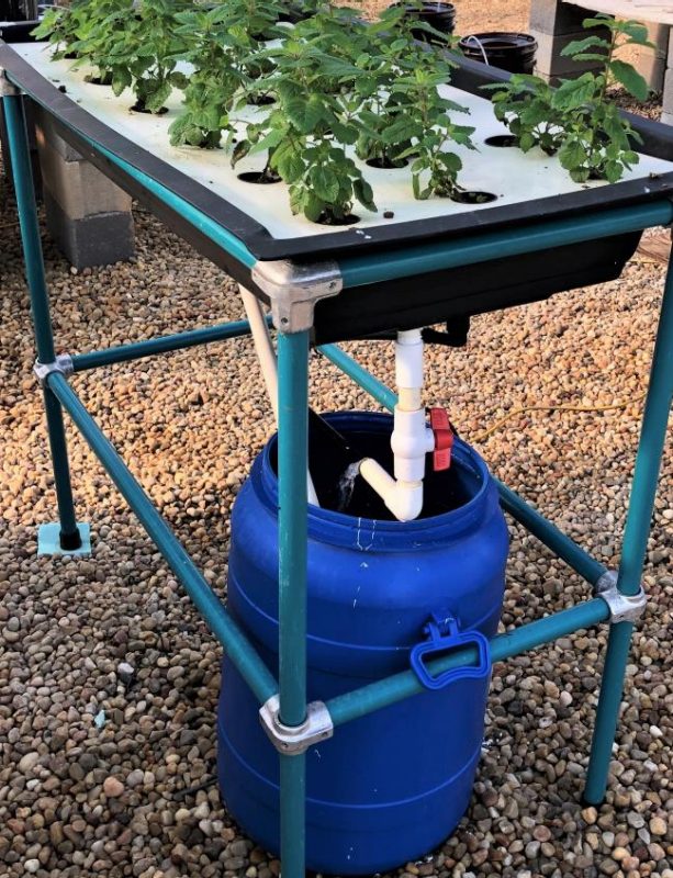   Figure 8. Table top media system growing herbs, which are fed with a recirculating nutrient solution using a feeding tube and siphon.