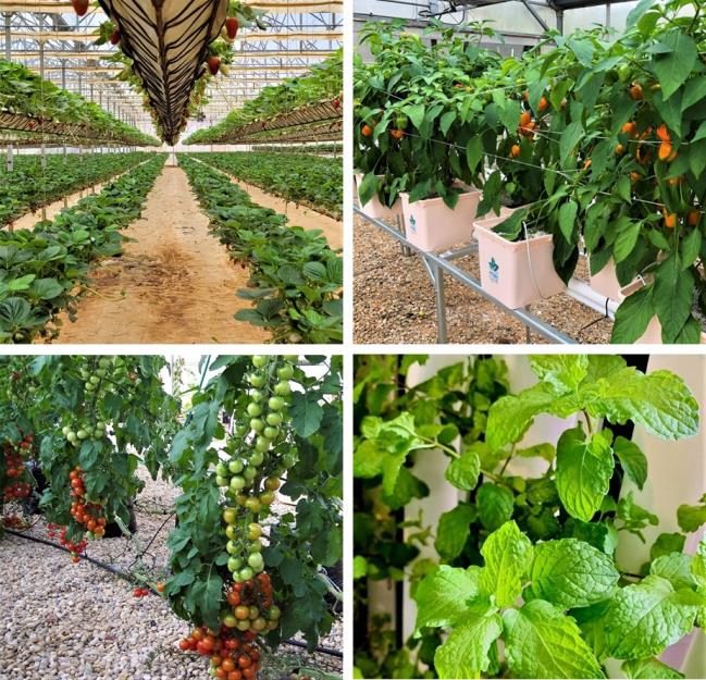 Figure 9. Series of images showing different crops being grown in media systems including strawberries (top left), peppers (top right), cherry tomatoes (bottom left), and herbs (bottom right).