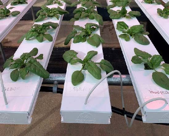 Figure 8. Spinach plants growing in an NFT channel showing tubing connected to NFT channels from a single irrigation tube.