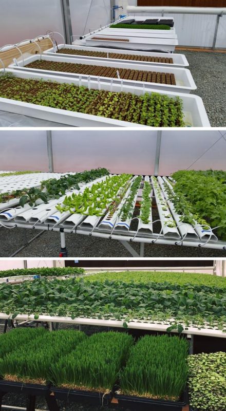 Figure 2. The top images shows a series of trays with plants sprouting in Oasis starter plugs. The middle image shows rows of NFT systems with different types of leafy greens. The bottom image shows trays of microgreens and rows of NFT leafy green plants in the same growing space.