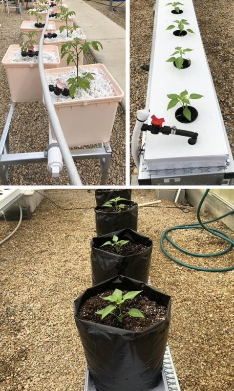 Figure 12. Tomato plants growing in Dutch buckets filled with perlite (top left), and pepper plants growing in NFT channels (top right) and media bags (bottom).