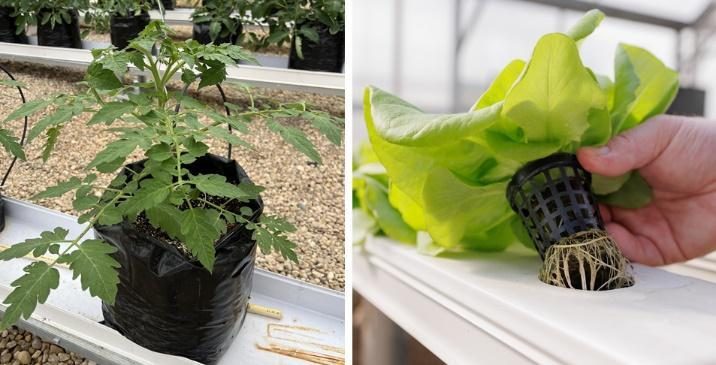 Figure 1. Tomato crop in a bag with media, and a lettuce plant growing in a net pot with root exposed above a nutrient film technique or NFT system.