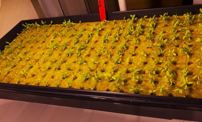 Figure 3. A sheet of rockwool plugs with young plants growing in a tray . The tray is under artificial lighting.