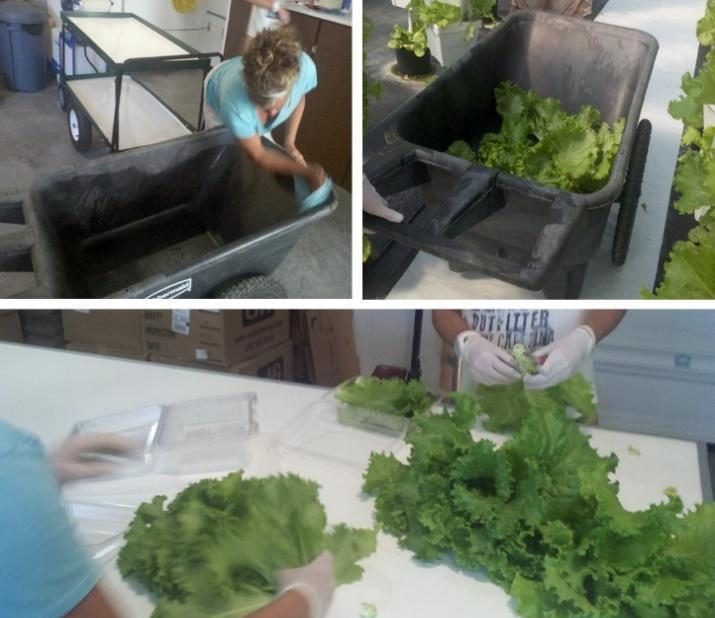 Figure 8. Images of an automated harvesting machine cutting lettuce from rafts.