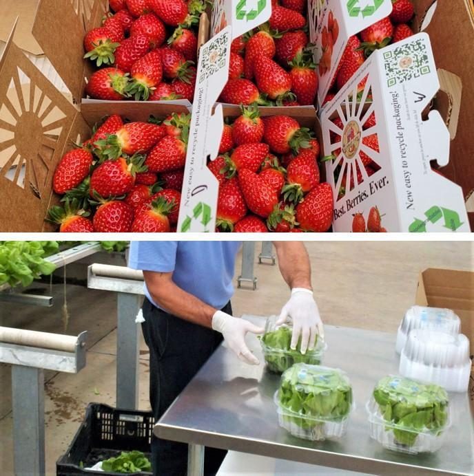 Figure 6. Examples of packing containers including cardboard containers for strawberries (top) and plastic clamshells for hydroponically grown lettuce (bottom).