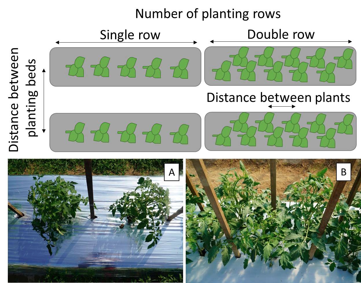 Protective Agriculture Production Series Plant Density Recommendations 