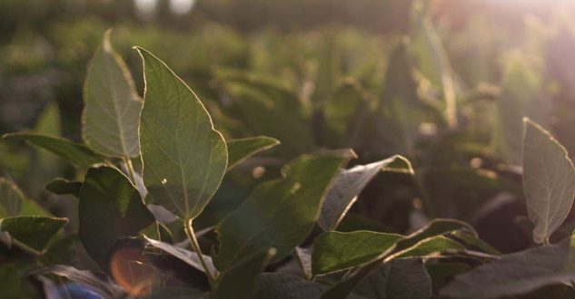 Soybean leaves growing in a sunlit field.