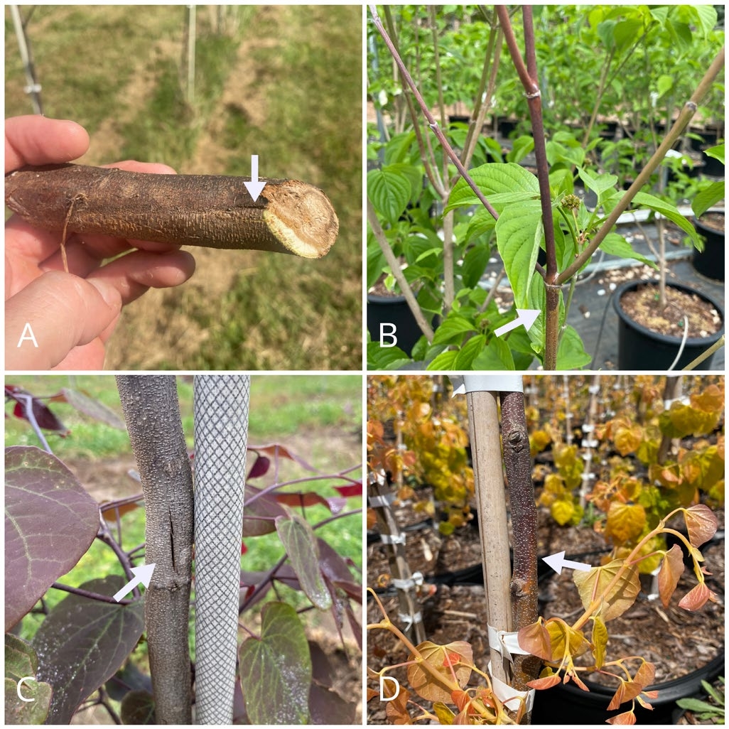 A. Botryosphaeria canker on maple. B. Canker progressing downwards on flowering dogwood; the bark associated with the canker is darker compared to non-cankered branch tissue. C. Cracking of a cankered location on the mainstem of redbud. D. The bark associated with the cankered area on the main stem of this redbud is darker than non-cankered stem tissue; however, cankers do not always cause apparent symptoms on the bark and cutting into the vascular tissue may be necessary to reveal the discoloration. 
