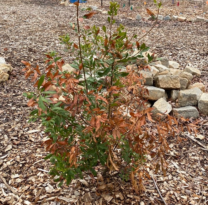 An ideal sample for laboratory diagnosis of VSD could be taken from this southern wax myrtle (M. cerifera), because it is in the early stage of symptom development. Plants that are far-gone in decline, have cankers caused by opportunistic fungi, or are dead are not typically useful for VSD diagnosis. 