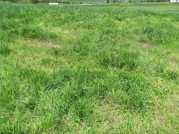 Pasture showing a patchwork of short, overgrazed areas and tall, undergrazed areas.