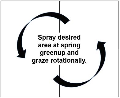 Text box that reads "spray desired area at spring greenup and graze rotationally", inside two curved arrows pointing in a counter clockwise direction.