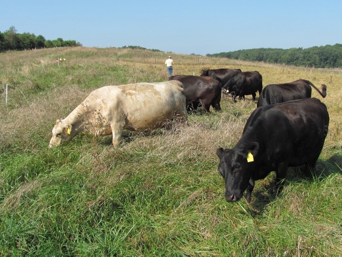 One white cow and five black cows grazing in a field under a blue sky with a person in the background wearing a white shirt and blue pants.