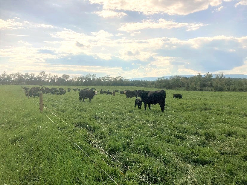 Many black cows, one standing with a calf, in a green paddock under a blue and slightly cloudy sky with mountains and trees in the background.