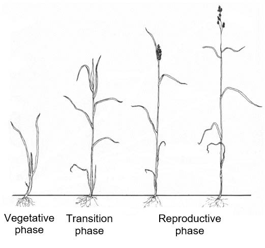 Illustration showing the progressive growth stages of a cool-season perennial grass, from vegetative to transition to reproductive phases.