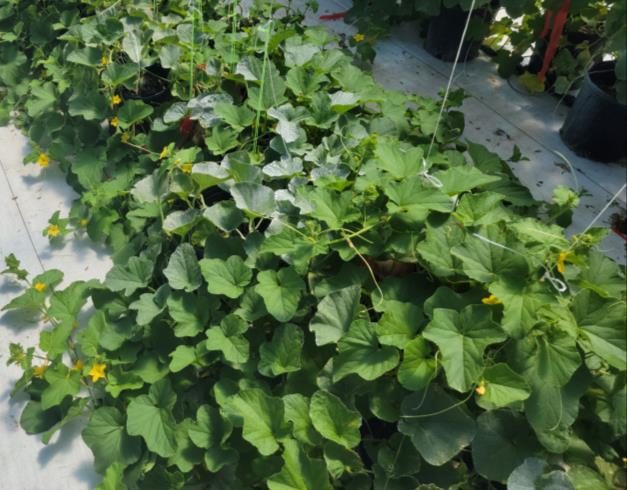 Melon plants 40 days after planting in containers.