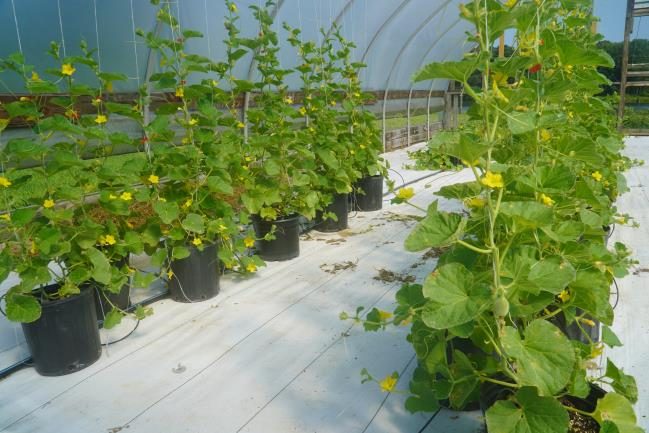 Figure 2 Melon plants on soilless media and vertical trellis system at the Eastern Shore AREC. Credit: E.A. Torres-Quezada, Eastern Shore AREC, Virginia Tech.