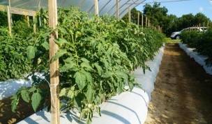 Rows of tomato plants with a dirt path in between.