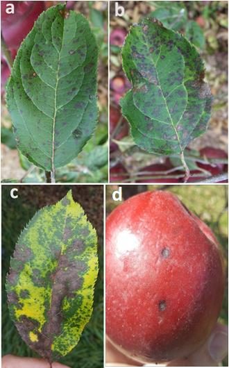 The picture a shows an apple leaf with round spots indicating parts of the leaf infected with the fungus. The picture b shows apple leaf with more expanded size of round of spots originating from infection with the fungus. The picture c shows an apple leaf with typical, fully expanded leaf blotches of the disease which coalesce and lead to leaf changing to yellow. The picture d shows apple fruit with the round concave spots from infection by the fungus.  