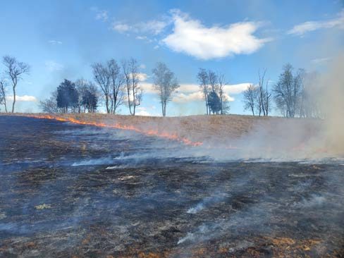    Figure 6. Fire was used as a tool to eliminate plant residue and clean up the new stand (Photo: Bob Wilbanks).