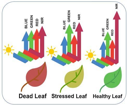   light reflectance prolies for a deaf leaf, a stressed left, and a healthy leaf.