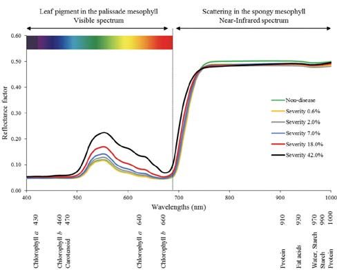 a diagram showing the leaf pigment in the palissade mesophyll visable spectrum and the scattering in the spongy mesophyll near-infared spectrum.