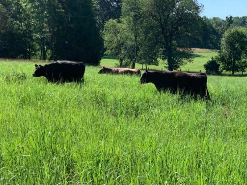 The cow herd grazing the new switchgrass field for the first time in 2021.