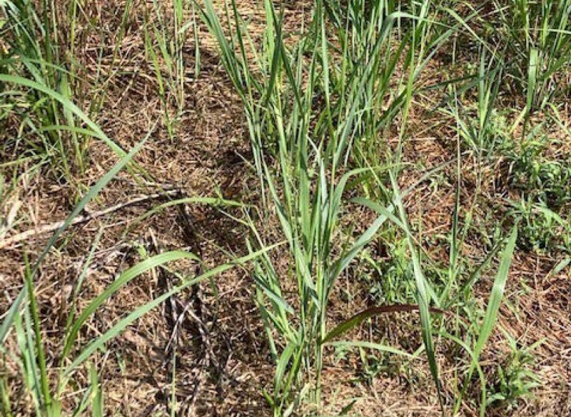 The switchgrass seedlings were very vigorous in the early summer after breaking dormancy.