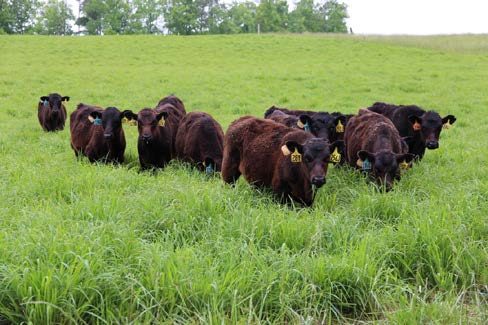 Steers grazing native warm season grasses in May 2022.