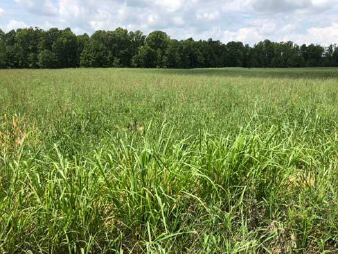  The native warm season grass stand by the end of the establishment growing season in August 2020.