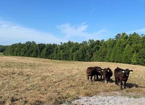 Steers on novel tall fescue in August 2022 during drought conditions in Blackstone, Virginia.