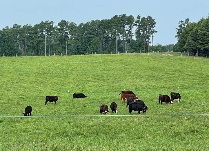 Steers grazing novel tall fescue in May 2022.
