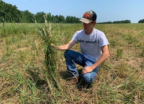 A person kneeling in a field. Delayed grazing resulted in trampling and underutilization of native warm season grasses in 2021.